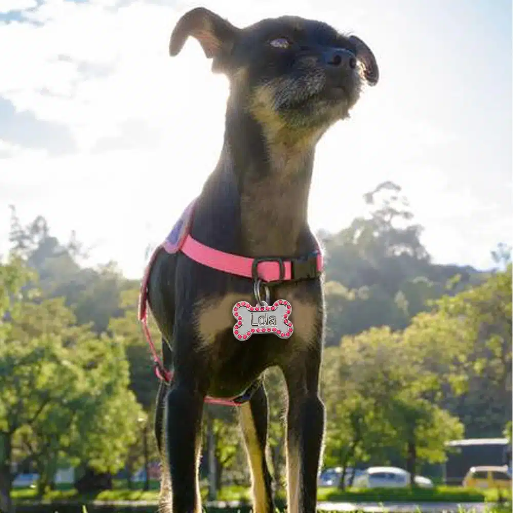 Engraved Pet Dog Tags Custom Cat ID Name Tags for Pets Personalized Paw Bone Shape FREE Gift S L 22