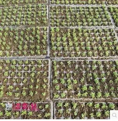 Free shipping,105 holes,3pcs/lot.wholesale,Multifunctional seedling tray/nutrition bowl nursery bags plate/ thickening/garden 8