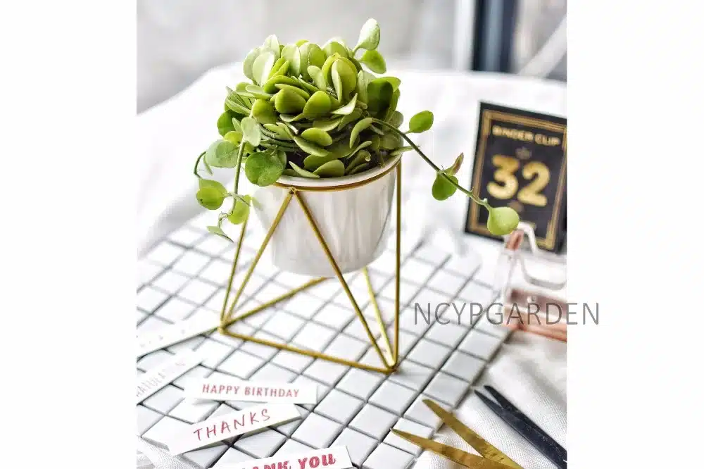 Modern Desktop White Small Ceramic Plant Flower Pot Planter with Geometric Yellow Iron Rack Holder for Succulents Herbs Cactus 13