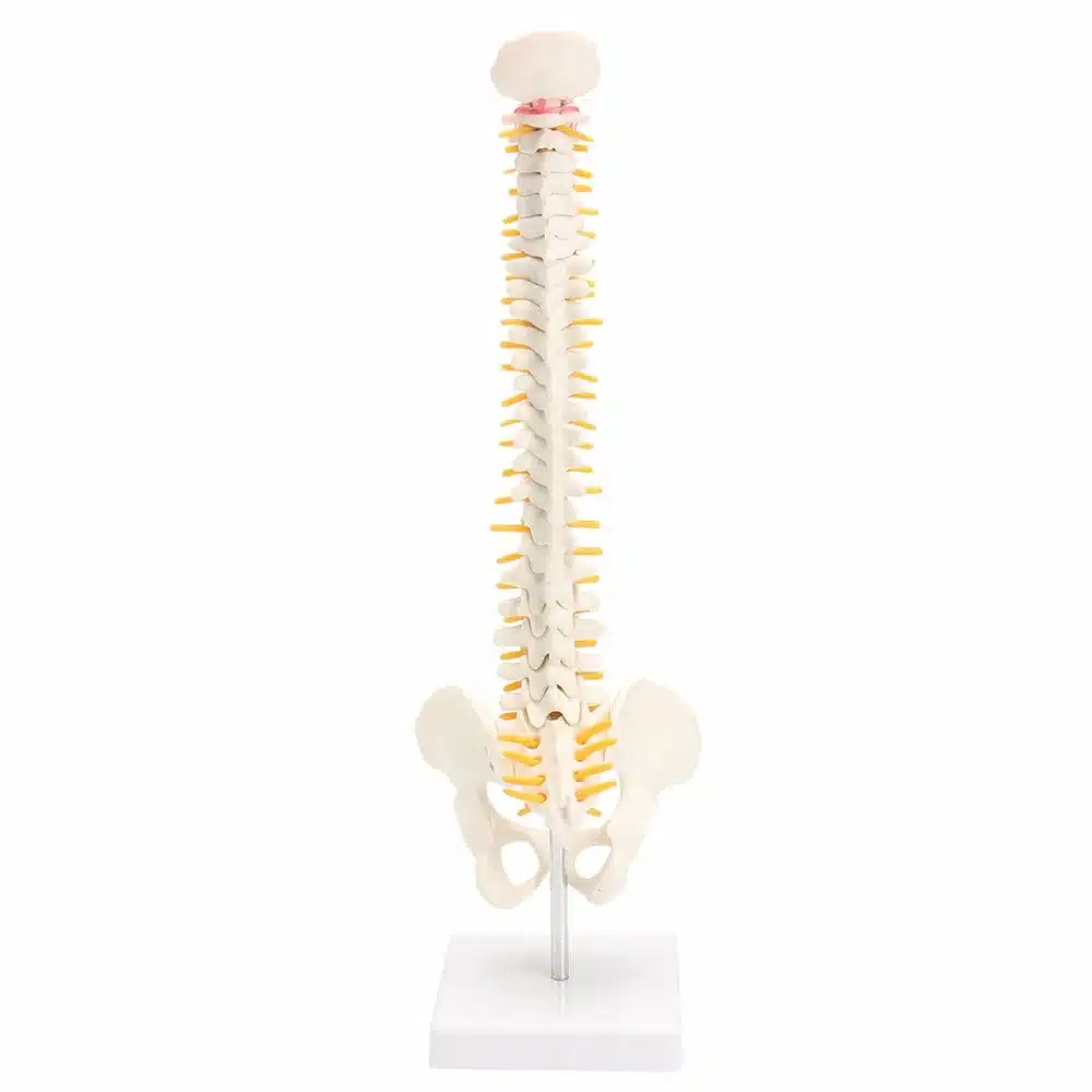 45CM Human Spine with Pelvic Model Human Anatomical Anatomy Spine Medical Model spinal column model+Stand Fexible 9