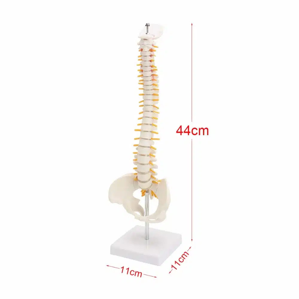 45CM Human Spine with Pelvic Model Human Anatomical Anatomy Spine Medical Model spinal column model+Stand Fexible 10