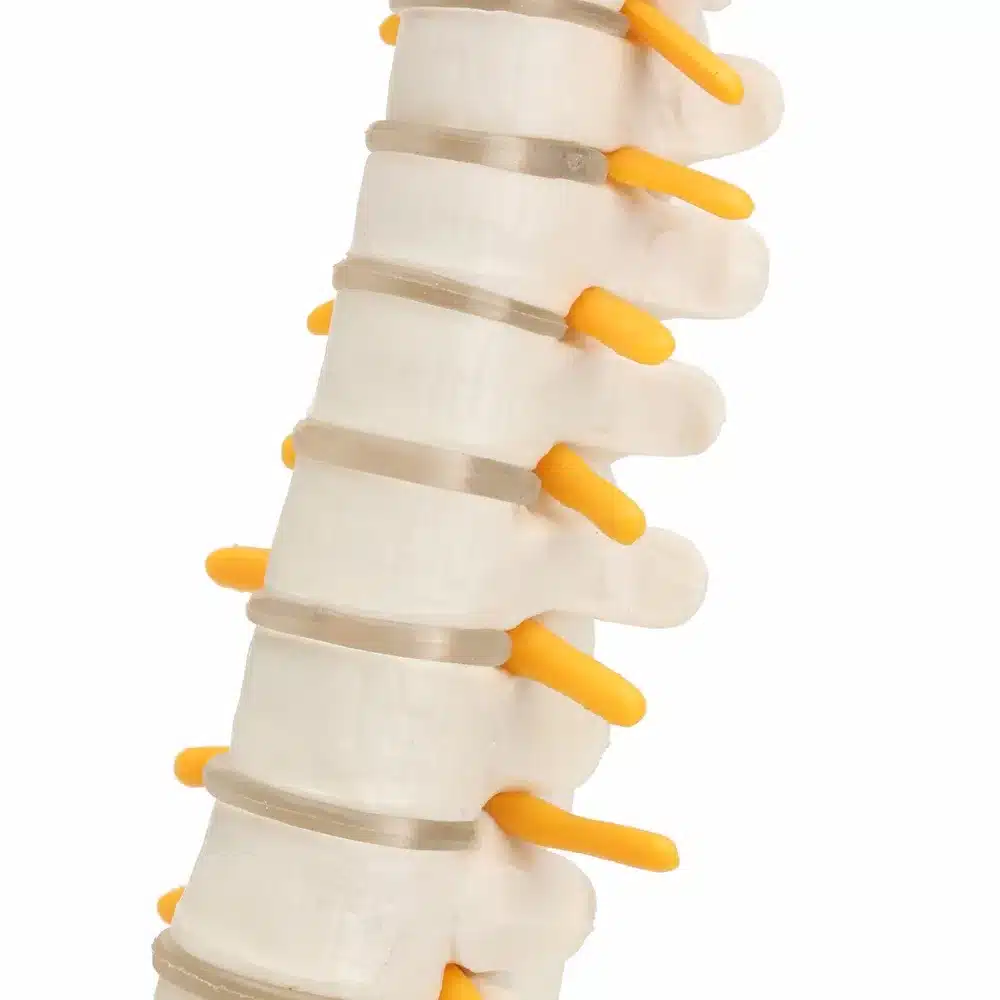 45CM Human Spine with Pelvic Model Human Anatomical Anatomy Spine Medical Model spinal column model+Stand Fexible 11
