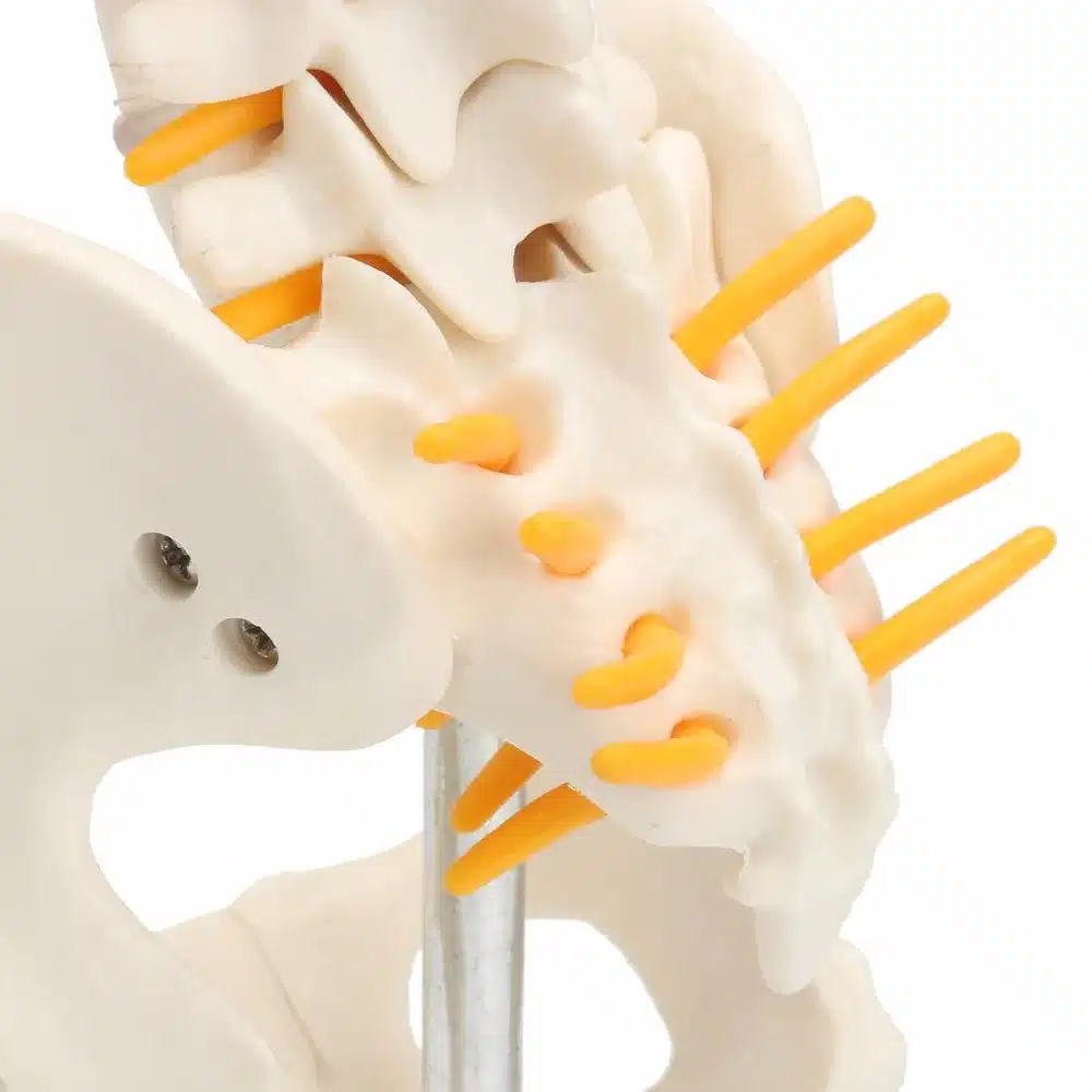 45CM Human Spine with Pelvic Model Human Anatomical Anatomy Spine Medical Model spinal column model+Stand Fexible 12