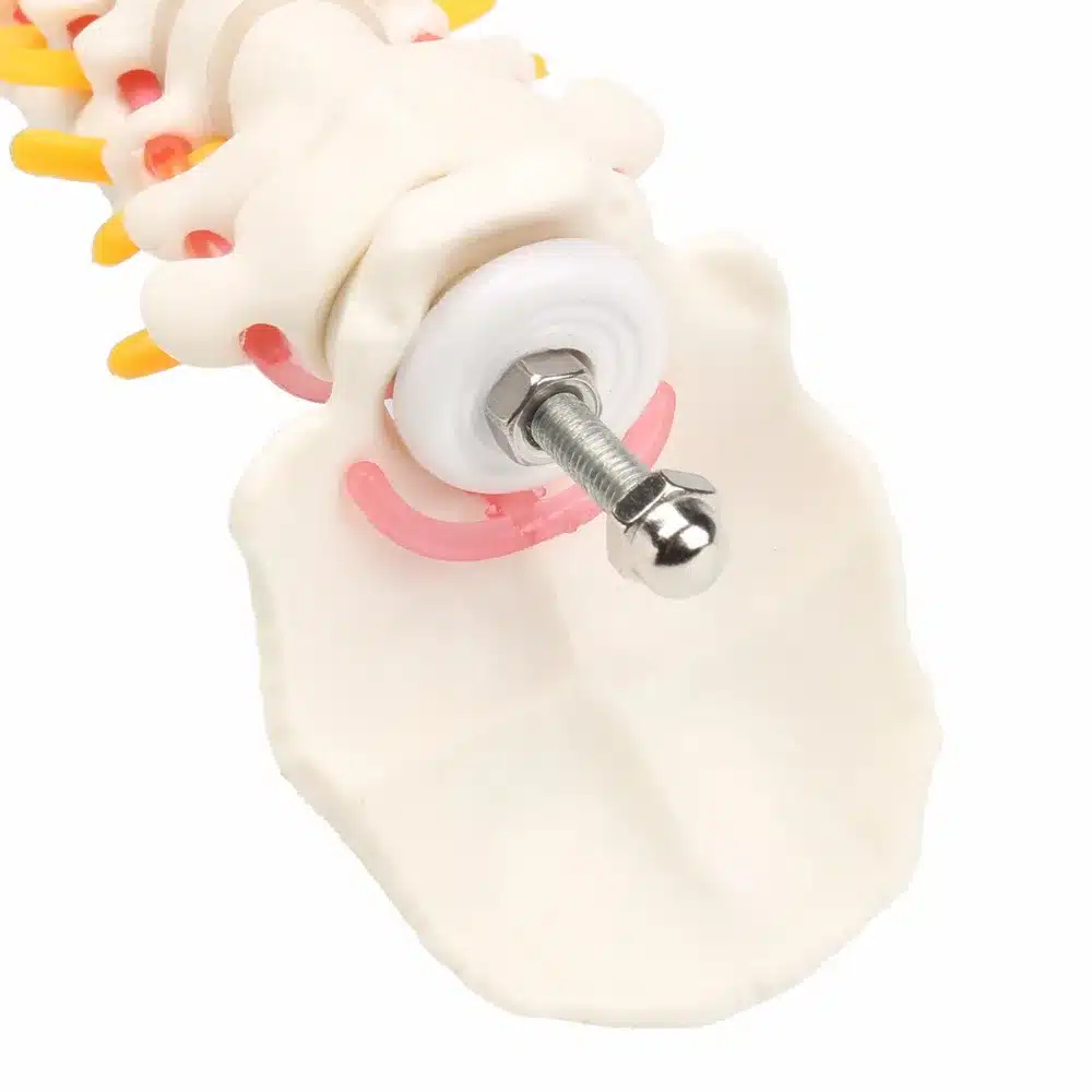 45CM Human Spine with Pelvic Model Human Anatomical Anatomy Spine Medical Model spinal column model+Stand Fexible 13