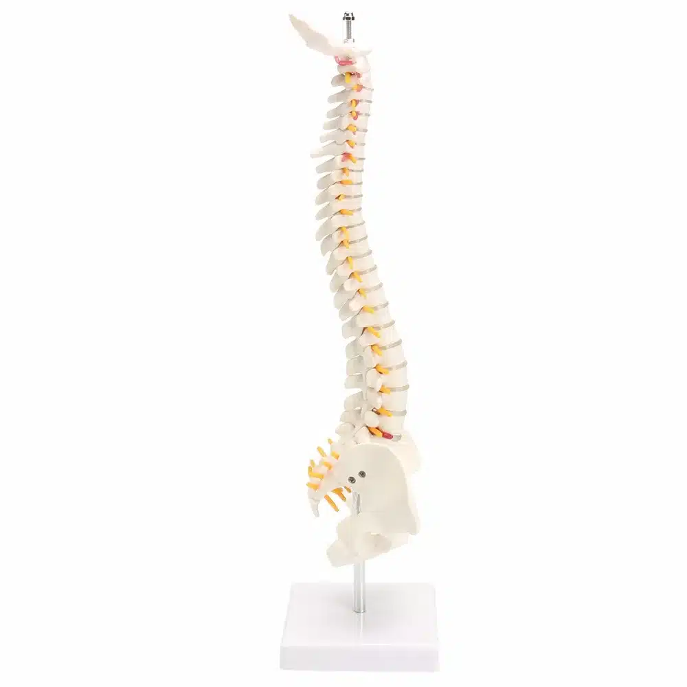 45CM Human Spine with Pelvic Model Human Anatomical Anatomy Spine Medical Model spinal column model+Stand Fexible 15