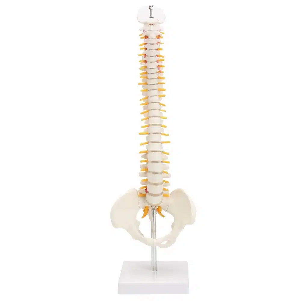 45CM Human Spine with Pelvic Model Human Anatomical Anatomy Spine Medical Model spinal column model+Stand Fexible 16