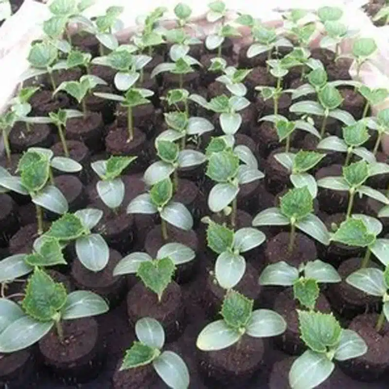 8pcs Nursery Soil Block Garden Flowers Planting The Soil Block Plant Seedlings Peat Cultivate Block Seed Migration Tools 33