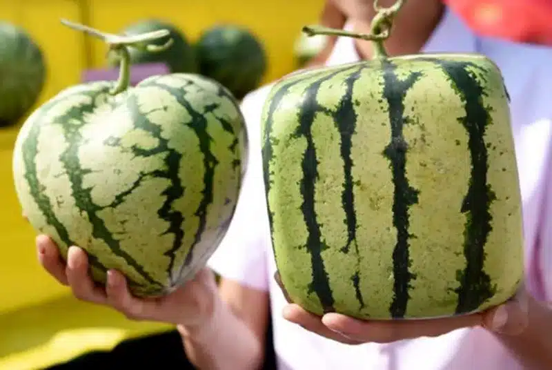 WHISM Big Size Plastic Clear Heart Square Watermelon Growing Mold Transparent Fruit Growth Forming Shaping Mould Garden Supplier 10