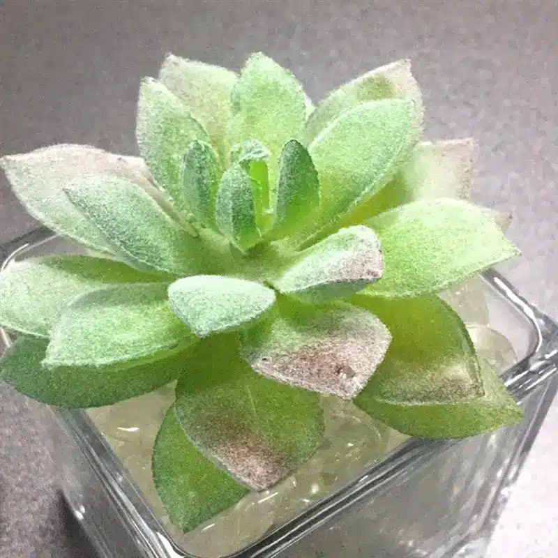 7PCS Artificial Succulent Party Decorative Fake Plant Faux Succulent Landscape Lotus Flower Arrange for Home Garden Table Decors 25