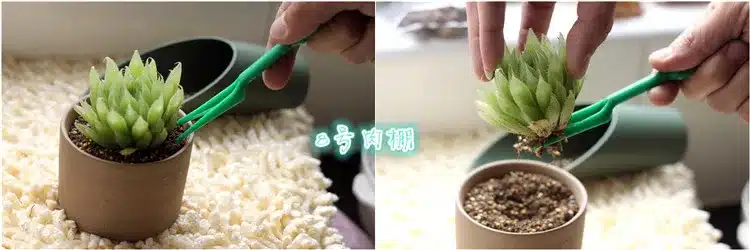 Special 2pcs Mini Garden Tools Shovel + Catalpa Plant Transplantation Garden Planting Tools Flower Potted Products 23