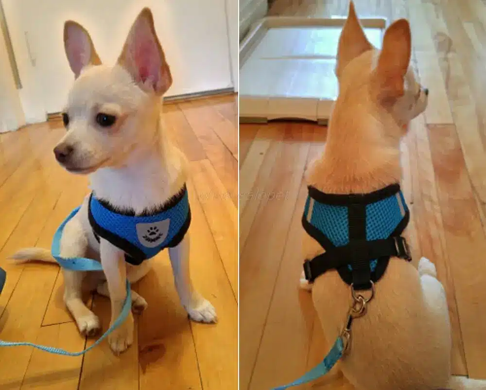 Breathable Mesh Small Dog Pet Harness and Leash Set Puppy Vest Pink Red Blue Black For Chihuahua 23