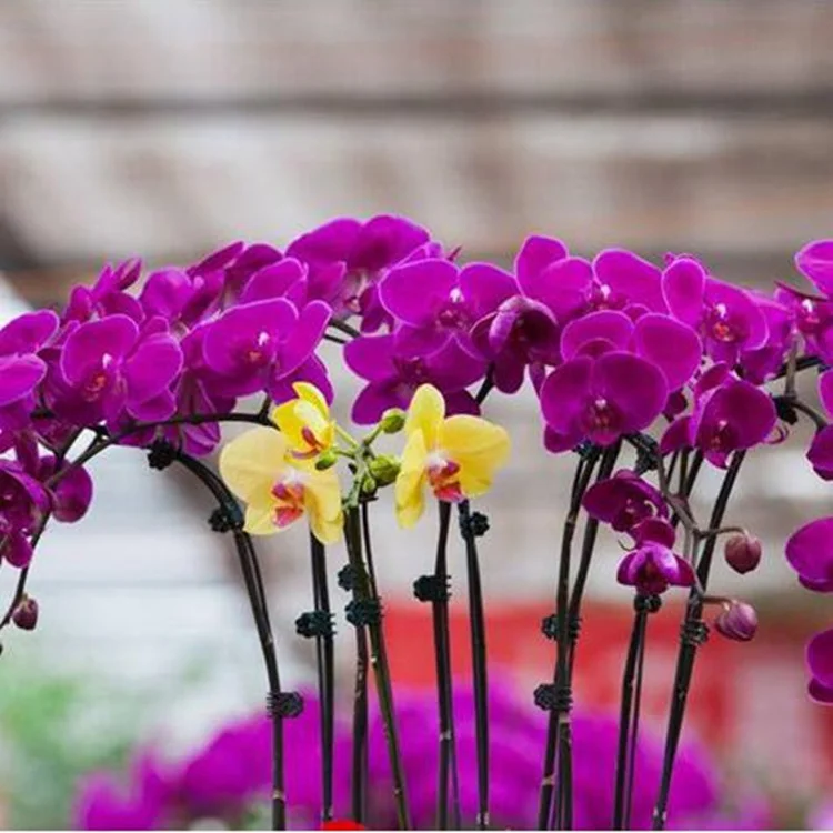 100pcs plant clips Garden Plant Support for Trellis Twine Greenhouse Phalaenopsis Garden Tools 54