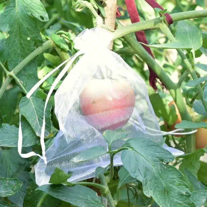 valge võrgust kott tomati ümber taime oksal