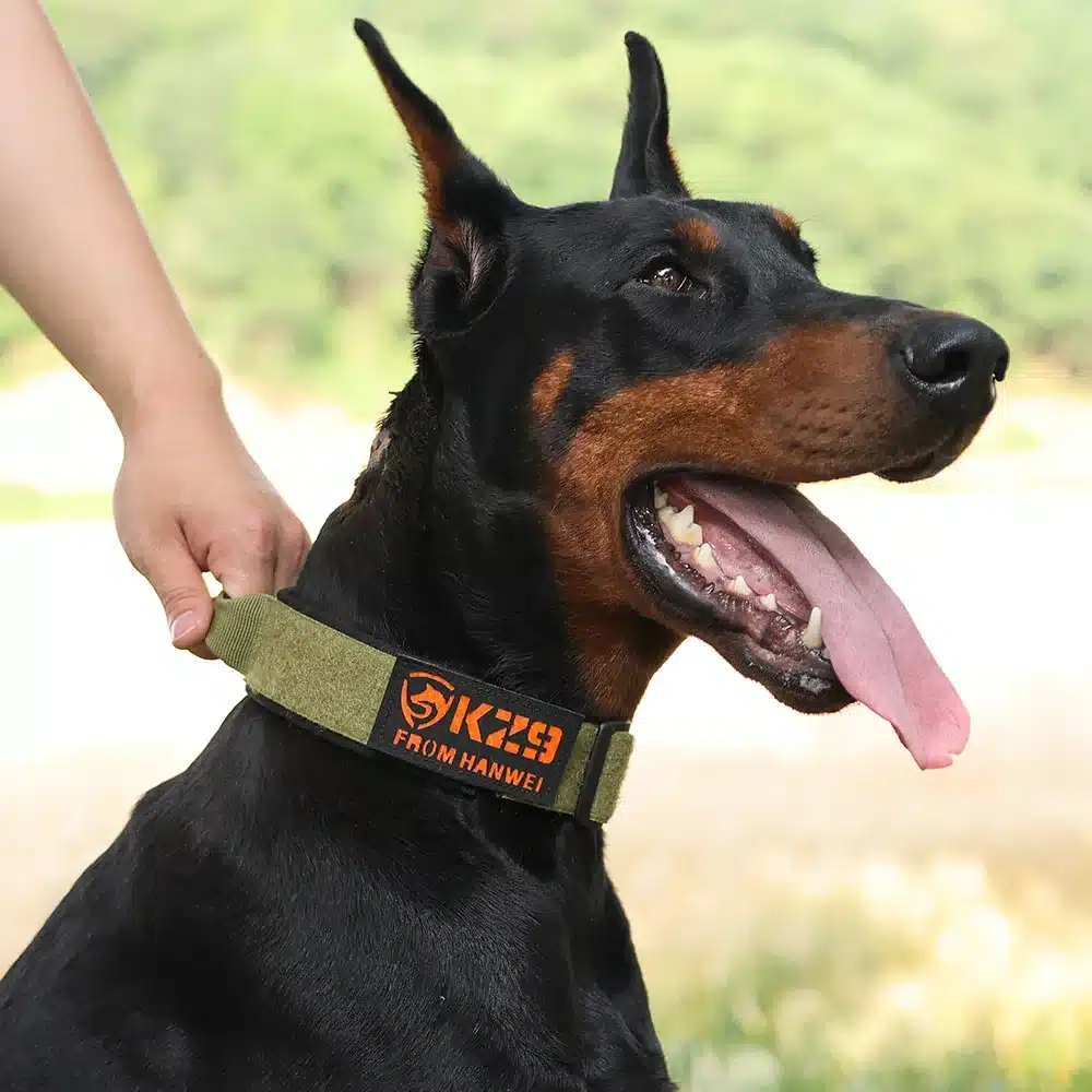 must dobermann kannab rohelist kaelarihma, millel on oranž kiri