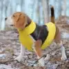 beagle tõugu koer kollases ja mustas talvejakis metsas