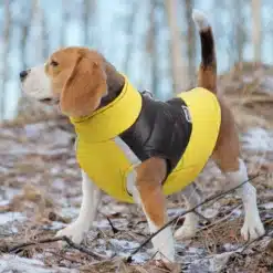 beagle tõugu koer kollases ja mustas talvejakis metsas