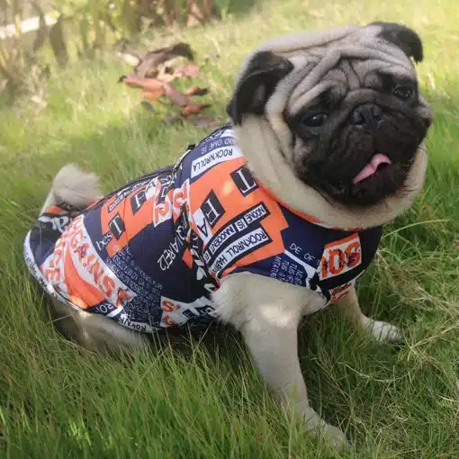 mops kannab värvilist talvejakki murul