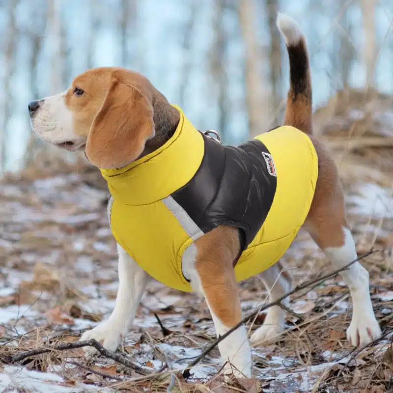 beagle tõugu koer kannab kollast ja musta talvejakki metsas