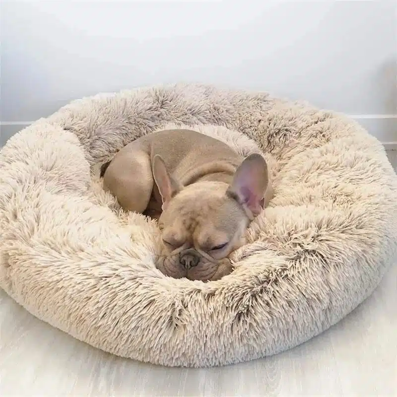 beež pehme koera ase, millel magab prantsuse buldog