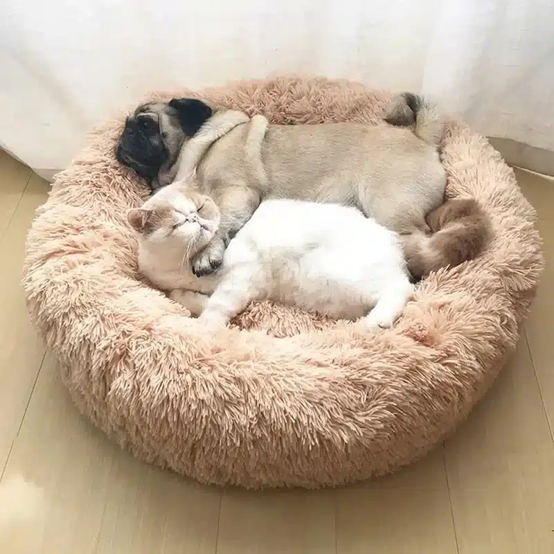 beež pehme koera ase, millel magavad mops ja kass