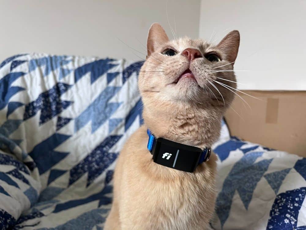 Kass GPS kaelarihmaga