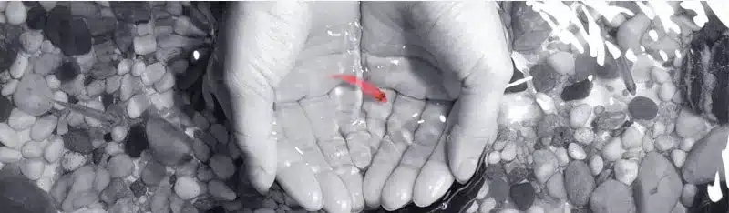 Käed vees hoidmas väikest punast kala. Taustal on kiviklibu mustvalge veepind.