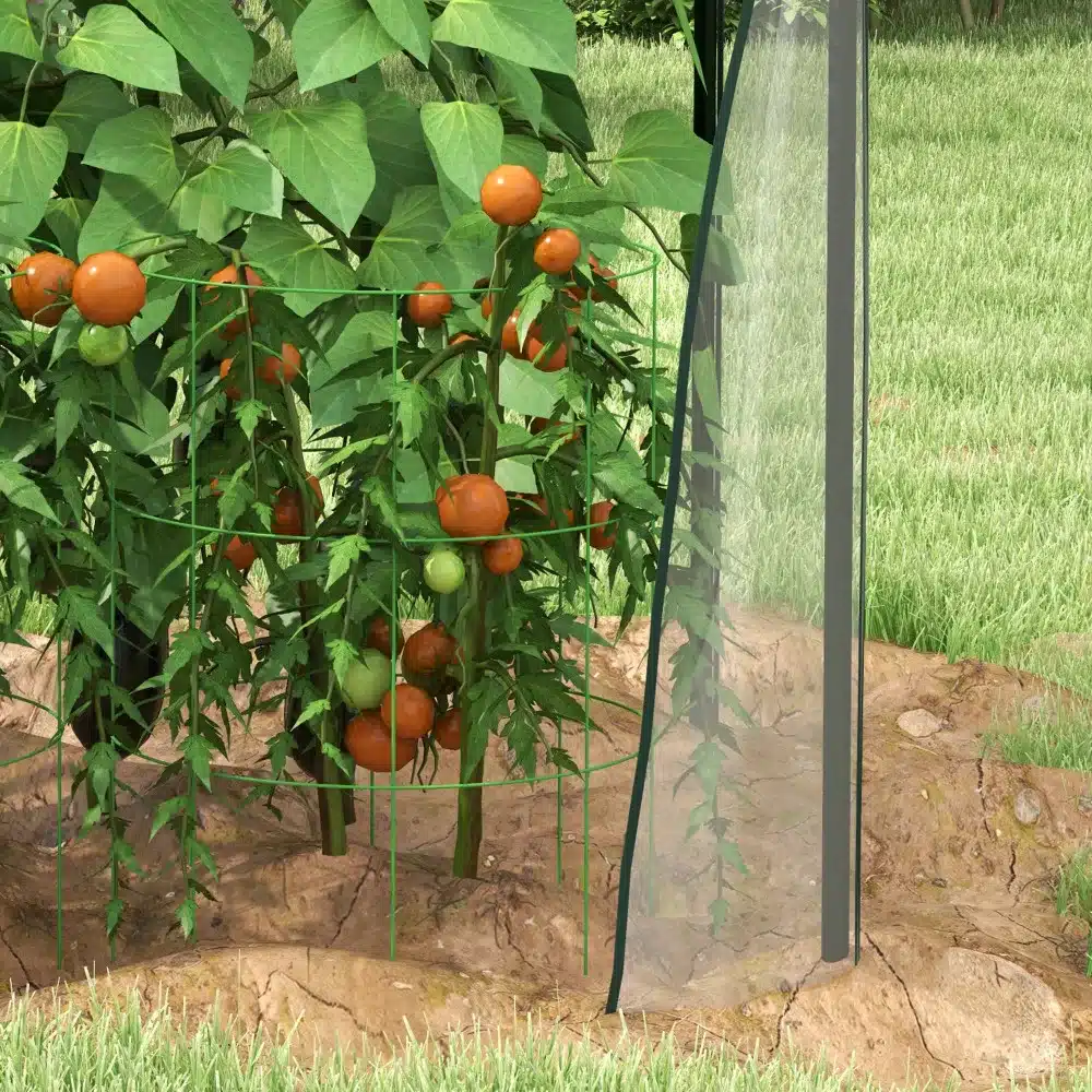 Tomatitaimed kasvavad Kasvuhoone kahekordsete ustega läbipaistva PE katte all, 90x90. Taimed on rohkelt punaste viljadega, ümbritsetud rohelise lehestikuga, mullapinnal roheline muru.
