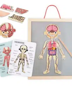 Laste anatoomia õppemäng puidust tahvli, kehaosade kaartide ja skeleti mudeliga