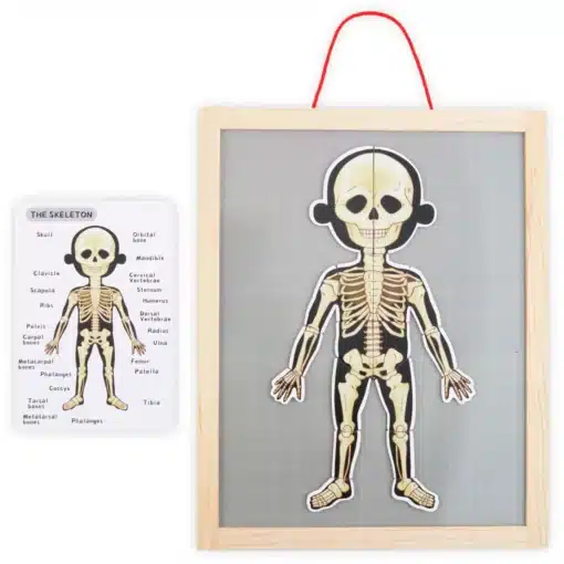 Puust tahvel luustiku õppematerjaliga ja skeleti kujutisetailidega kaart