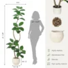 Kunsttaim pottides mõõtmetega 6'1" pikk ja 25½" lai, koos võrdlussiluetiga