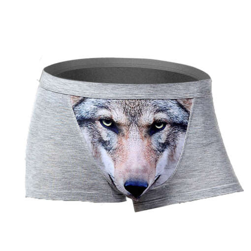 hallid bokserid hundi pildiga esiküljel