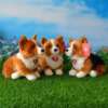 kolm pehmet corgi mängukoera rohelisel murul