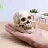 väike pealuu ornament peopesas, taustal sukulendid