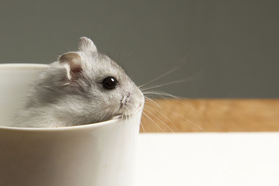 Kuidas treenida hamstrit? | E-pood Tootemaailm Hamster piilumas kohvitassist