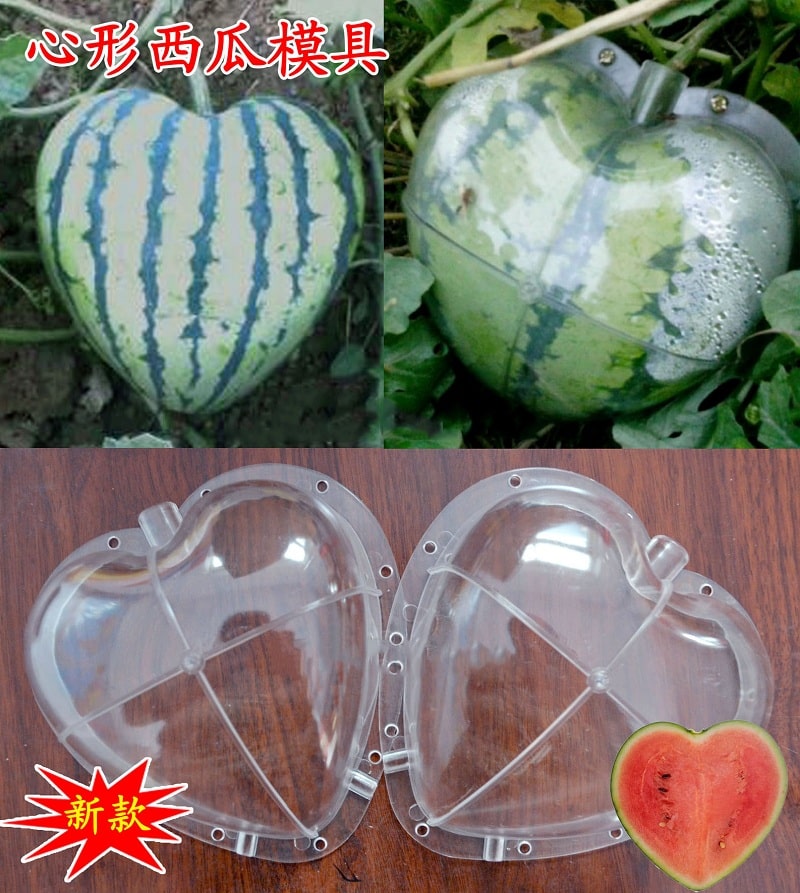Südamekujuline plastmassvorm arbuuside kasvatamiseks, läbipaistev ja suuruses sobiv.