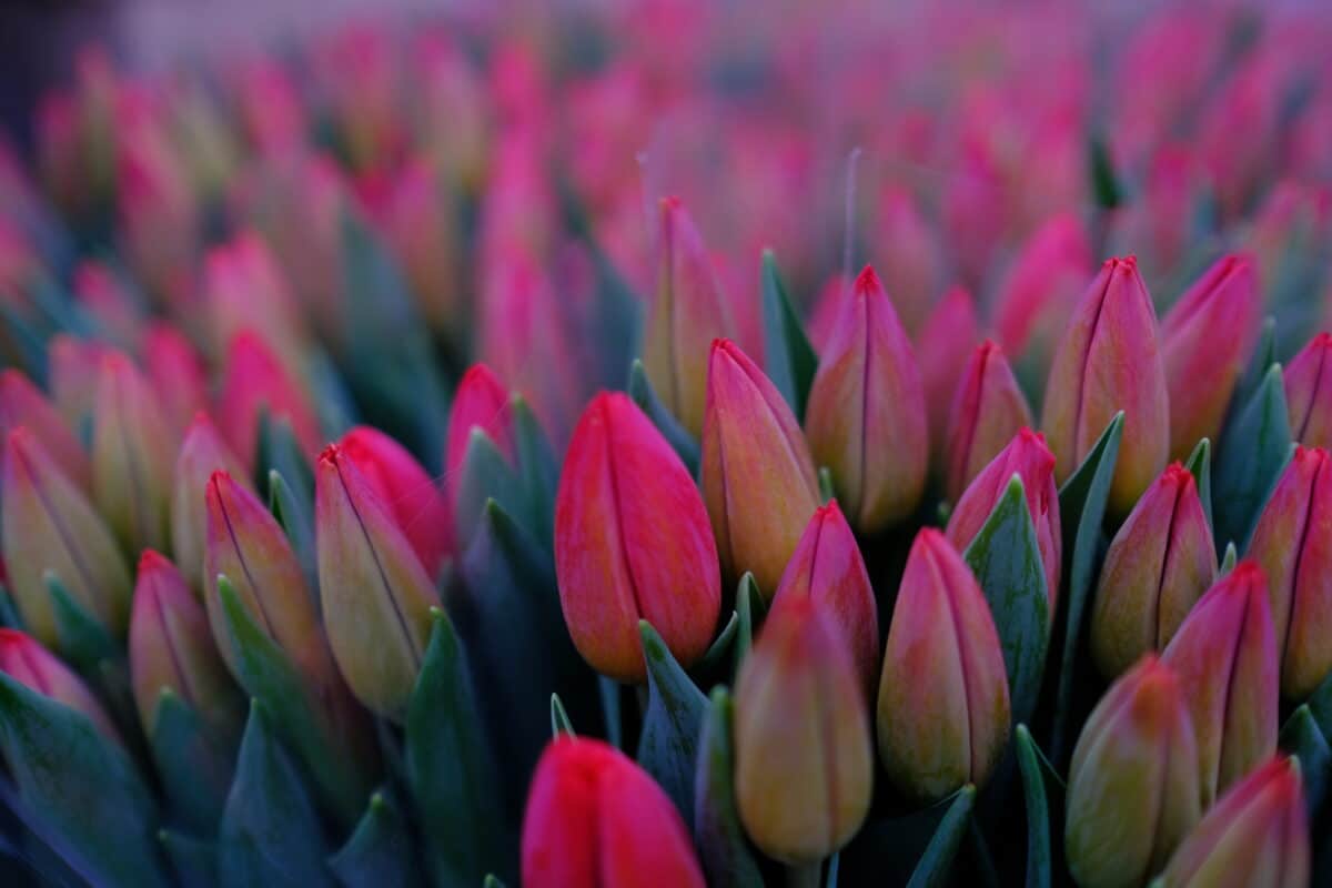 Kuidas kuivatada tulpe? | E-pood Tootemaailm roosad tulbid vaasis