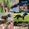 Large-Dog-Harness-and-Leash-Set-Pet-German-Shepherd-Malinois-Training-Walking-Vest-Collar-for-All-5 – saadaval Tootemaailm e-kaubamajas