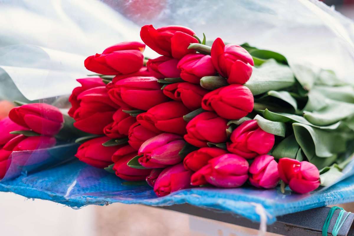 Kuidas tulpe potis kasvatada? | E-pood Tootemaailm Kuidas tulpe potis kasvatada?