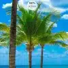 Custom-3D-Photo-Wallpaper-Seaside-Coconut-Tree-Beach-Scenery-Wall-Mural-Wall-Paper-For-Living-Room-5 – saadaval Tootemaailm e-kaubamajas