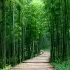 Custom-3D-Photo-Wallpaper-Green-Bamboo-Forest-Small-Road-Living-Room-Entrance-Corridor-Decoration-Wall-Painting-3 – saadaval Tootemaailm e-kaubamajas