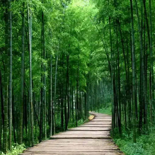 Custom-3D-Photo-Wallpaper-Green-Bamboo-Forest-Small-Road-Living-Room-Entrance-Corridor-Decoration-Wall-Painting-3 – saadaval Tootemaailm e-kaubamajas