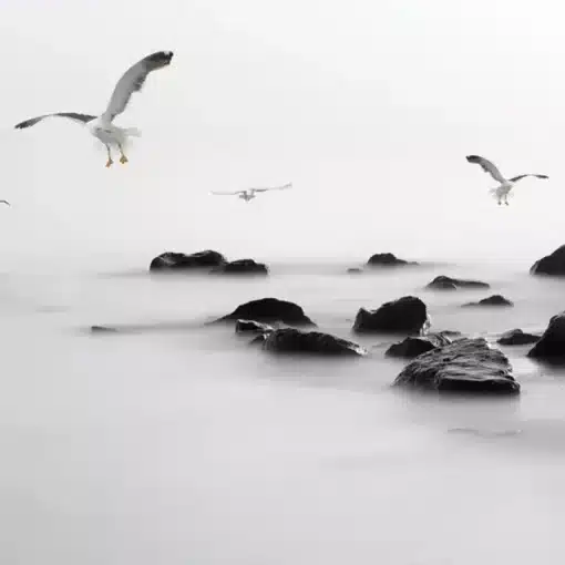 udune meri kividega ja lendavad kajakad