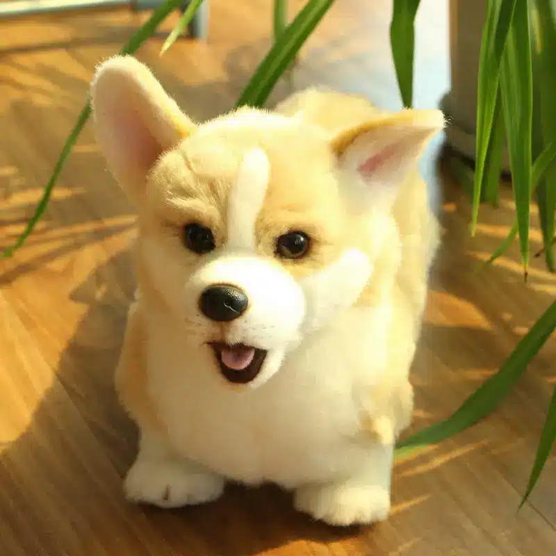 ilus Welsh Corgi koer